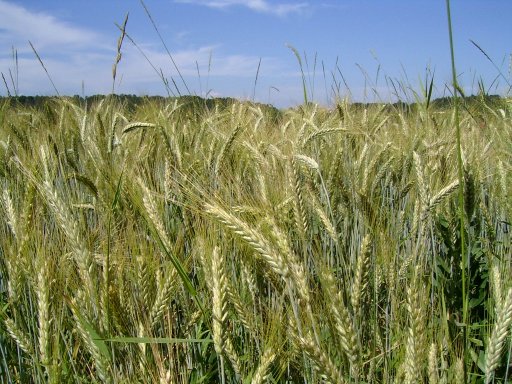 Getreidefeld im Wind